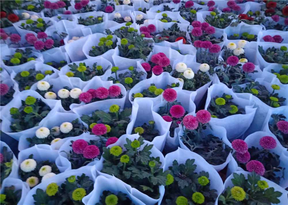 菊花.jpg