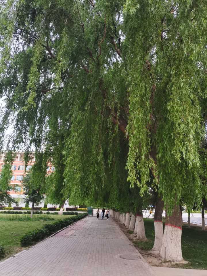 QQ图片20210622071717.jpg