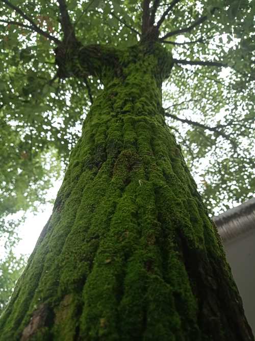 青苔漫树.jpg