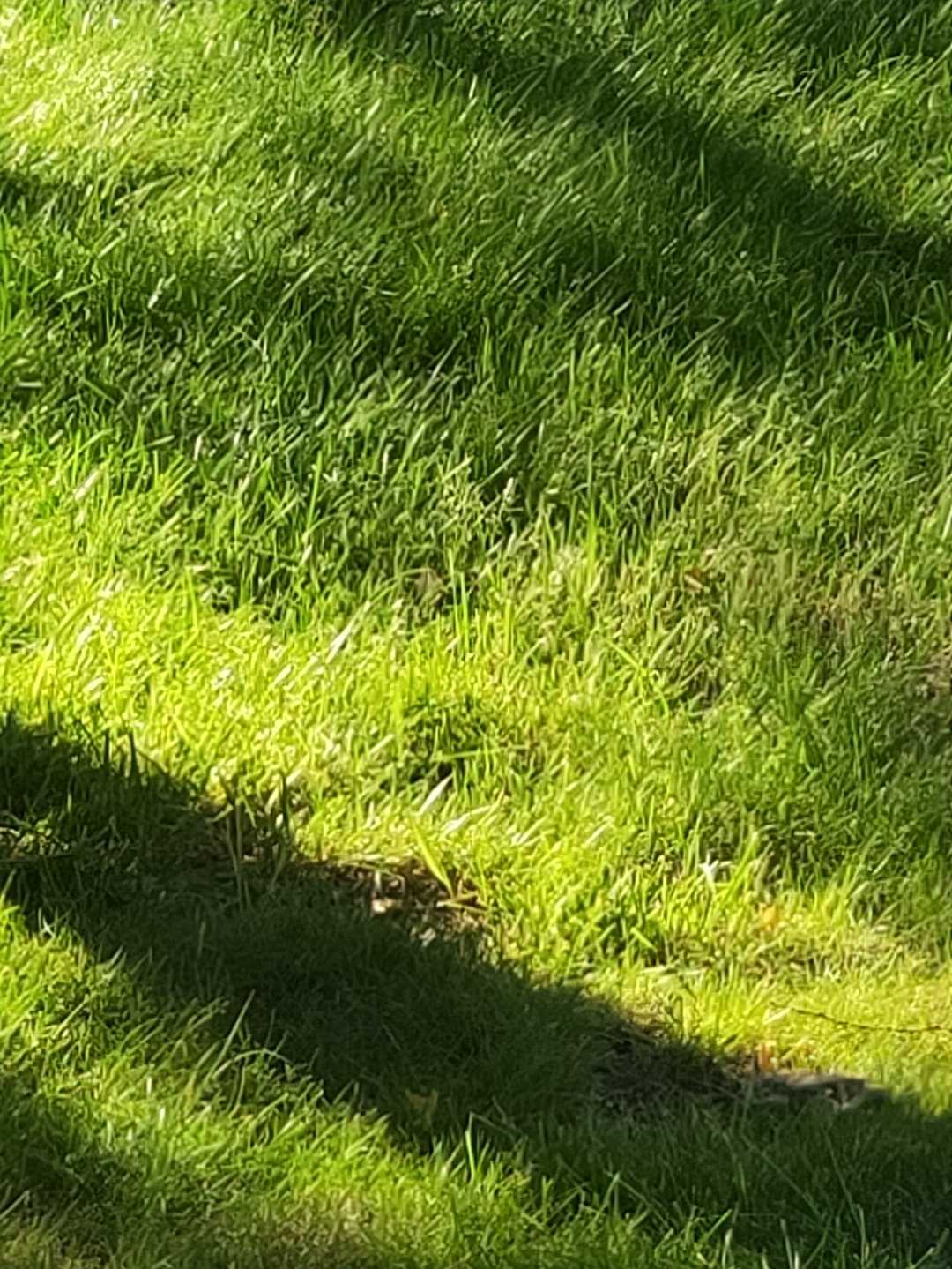 1630037928932298.jpg IMG_20210827_121721.jpg