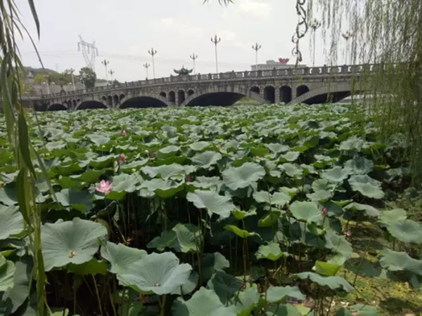 龙泉湖畔.png