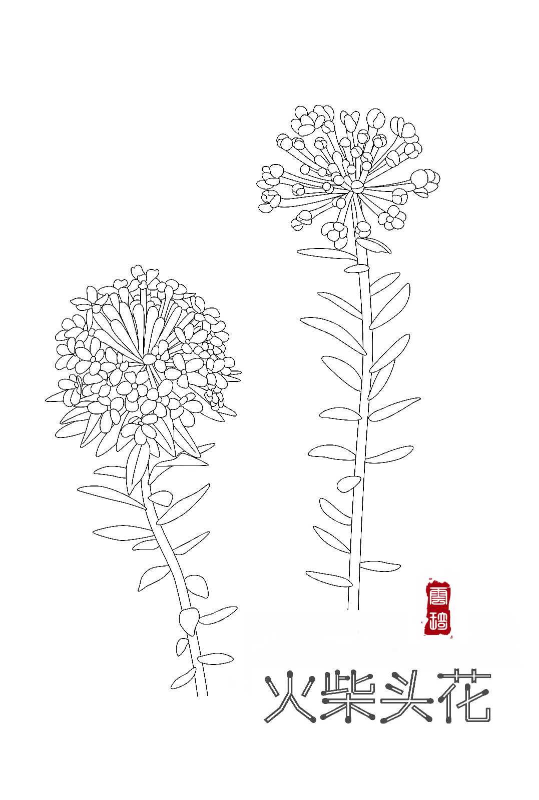 1662726991426456.jpg 狼毒.jpg