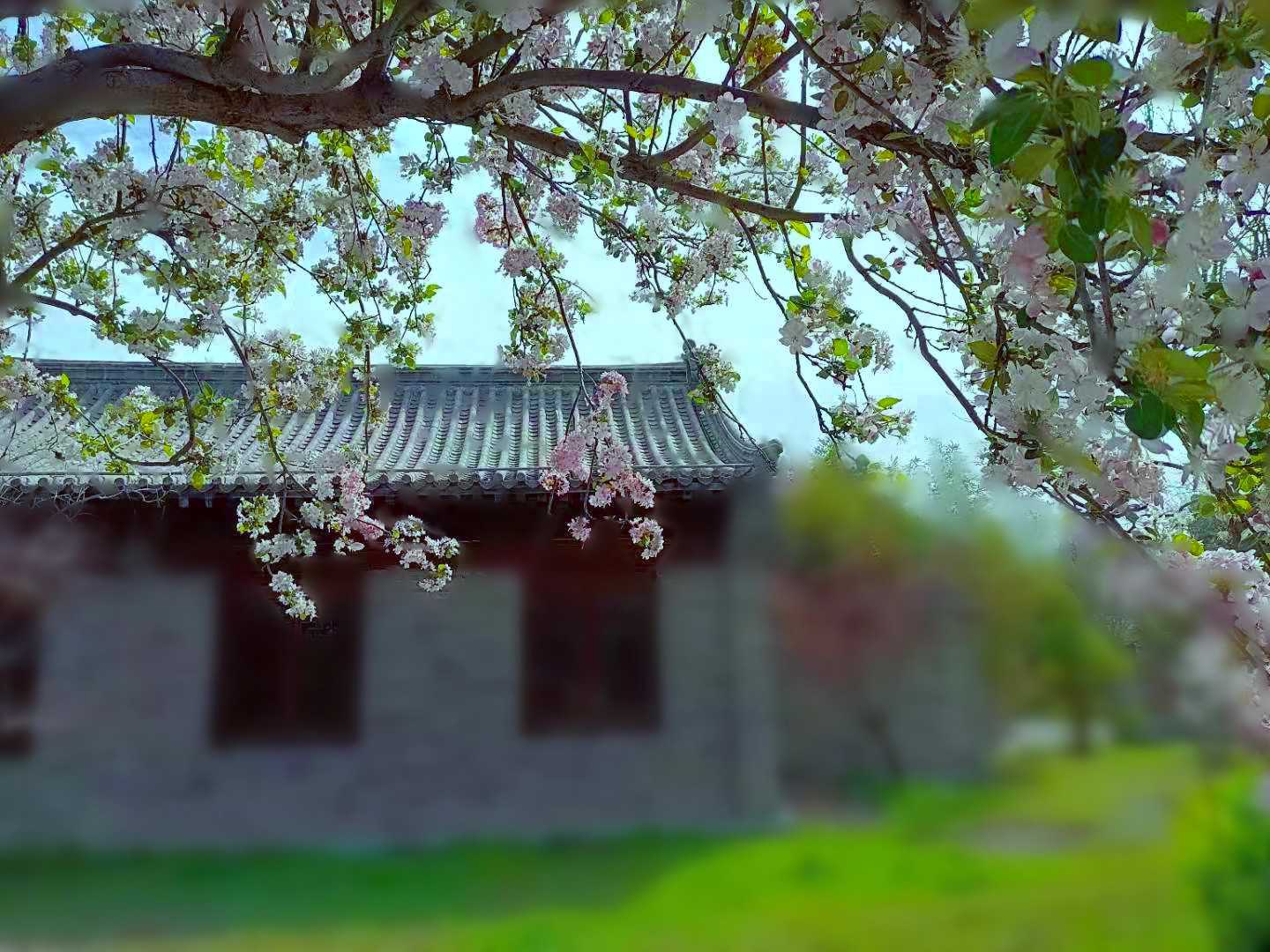 海棠7_副本.jpg