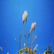 吸着五彩空气的头像