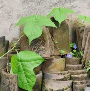 秋叶的头像