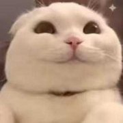 闲鹤入林的头像