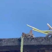 不会游泳的鱼的头像