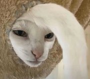 李墨的头像