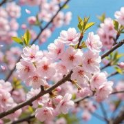 林羽的头像