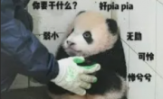 肆野的头像